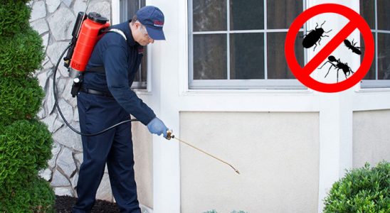 Sandıklı Kemirgen İlaçlama böcek ilaçlama ve haşere kontrolü — ilaclama-tr.com